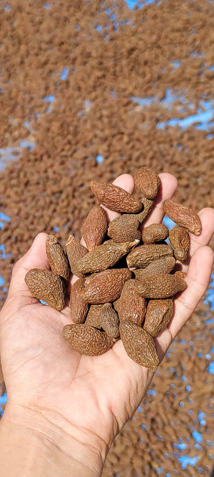 Whole Sun-Dried Malva Nuts
